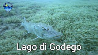 Immersione al lago di Godego a Giugno 2023 | Tanto pesce e buona visibilità 4K