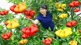 How to Harvest Wax Apple, goes To Market Sell - Harvesting and Cooking |Tieu Vy Daily Life