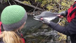 Salmon Spawning and Catch & Release by Hand!