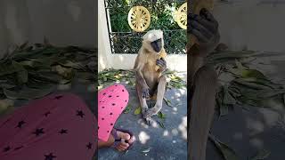 चिंकू को पूड़ी  बहूत पसंद हैं 🥰#monkey #shorts