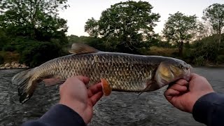 Smużak,wobler, wachadełka.. szalone klenie na spinning z szybkiej rzeki