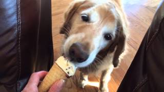 Dogs eating ice cream cone