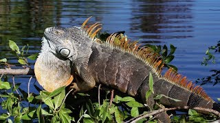 Green Iguanas Alert 03 Footage