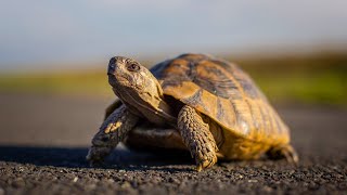 When a Turtle Crosses the Road 😍