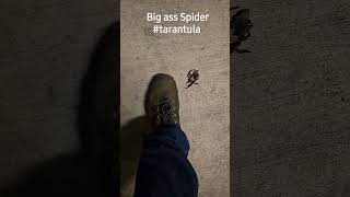 Texas Brown Tarantula lost the war. #texas #spider #shorts #tarantula