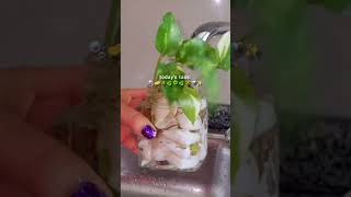 today's task:🫧🧽🪴🍀🌿🪴🚿✨️ #dailyvlog #shotrs #plants #indoorplants