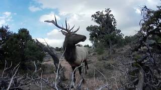 360 Degree Video from a Big Deer in Grand Canyon National Park Video 1