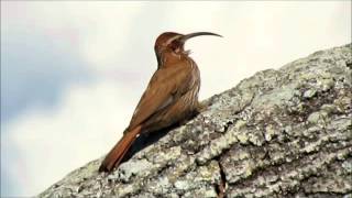 Scimitar-billed Woodcreeper (Drymornis bridgesii). Uruguay Dec 2014