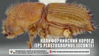 Калифорнийский короед (Ips plastographus LeConte)