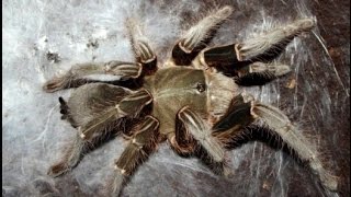 Massive Unknown Baboon Spider Molted!