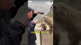 Stubborn man try to put a glasses on big Monkey! #monkeyvideo #funnymoments #shortvideo