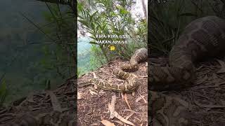 LOKASI OPEN TENT DIKUASAI SI PEMILIK KAWASAN #shortvideo #python #giant