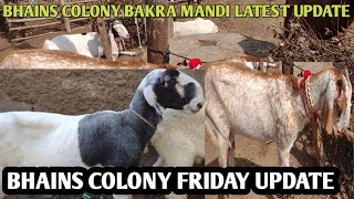 Bhains colony Bakra mandi latest update on Friday 1 November 24 # Mashallah goat farm Awadh