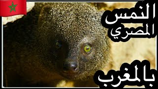 🇲🇦النمس المصري بالمغرب .Egyptian Mongoose . البراري المغربية