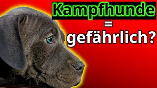 Aggressiv nur durch Erziehung? Sind Kampfhunde oder Listenhunde wirklich gefährlich?