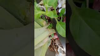 Harvesting cauliflower🥦