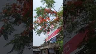 কৃষ্ণচূড়া