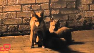 Hallado un Zorro con sus Cachorros en un Parking. Increíble!!