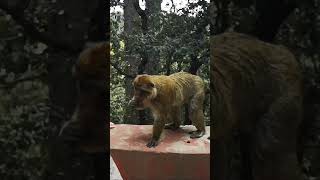 Monos en libertad en los bosques de cedros de Azrou (Marruecos)