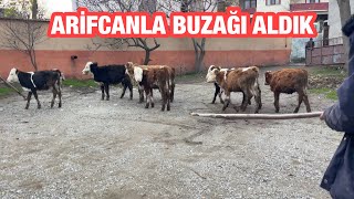 KOMŞUMUZ ARİFCAN LA BİR GÜN GEÇİRDİK 10 YENİ BUZAĞI ALDIK