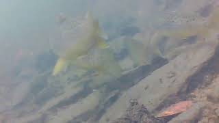 Fishing in Ireland underwater footage in a tiny stream full of trout