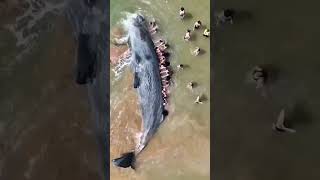 people helping a lost whale to get back to water #shorts #ocean #whale