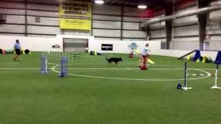 AKC Standard Master Preferred class