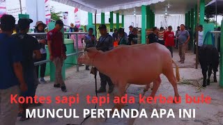 KONTES SAPI BOJONEGORO SAAT INI