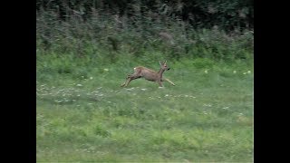 Krótko z lasu 14 - Harce młodej sarenki.