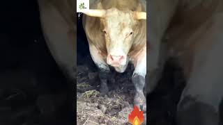 Jersey Bull #viral