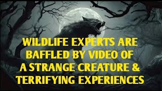 #DOGMAN, WILDLIFE EXPERTS BAFFLED BY VIDEO OF A STRANGE CREATURE & TERRIFYING EXPERIENCES