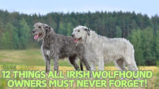 12 Things All Irish Wolfhound Owners Must Never Forget! 🐕✨