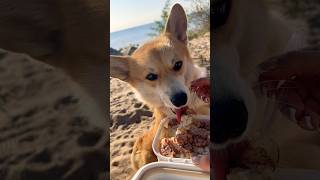 My Corgi’s Yummy Lunch Time!🦊🥘😋🕰️🌊☀️🧡🧡🧡