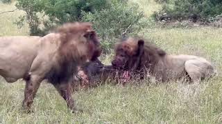 Lion Cannibalism in the Wild 🦁😱🍽️