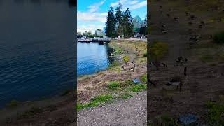 Geese Take Over Vancouver’s Scenic Shoreline #goose #geese #vancouver #animals