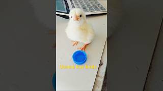 Usama kay birds 65 #birds #chicks #chicken #chickenfarm #innocentbirds #innocentchicks