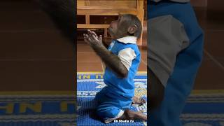 Guess What Smart Monkey Is Begging For & Cutis Praying 🙏👈 #praying #monkey