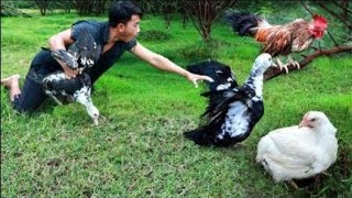 Survival in the rainforest- Wow today man catch chicken with duck and cook for dog - Eating