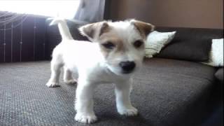 Jack Russell Terrier and bottles fun - 7 weeks - Oddy