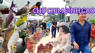 CHỢ CHIM CẢNH LẠNG SƠN ÔNG CHÚ GIỚI THIỆU ĐI CHƠI THỬ 1 LẦN MÊ LUÔN