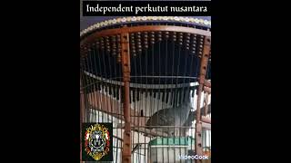 Pekutut Manggung untuk masteran#spotteddove#eurasiancollareddove#merbok#adovebrid#merbokbetina