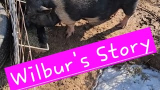 Wilbur's Story | From Neglected To Fab Farm Life 🚜 🐷