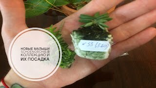 Новые малыши Schoenorchis в коллекцию и их посадка