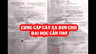 Cung Cấp Cây Giống Xạ Đen Cho Đại Học Cần Thơ Và Mua Cây Xạ Đen Hoà Bình LH: 0869145860