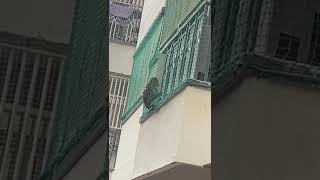 monkey struck in the balcony #monkey #monkeys #monkeyvideo #monkeylove#monkeybaby #animals #animal