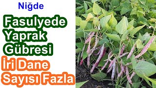 Niğde - Fasulye Yetiştiriciliğinde Gübreleme - Fasulyede Yaprak Gübresi - Fasulye için Gübre