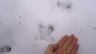 На охоту 3 го января. Следы глухаря и др.  Hunting 3 January. Traces of grouse etc.