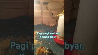 korban tikus, ayam di gigit kepala doang #shortterbaru #ayampakoy #ayam