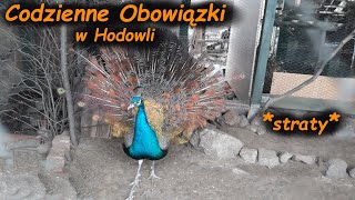 Codzienne Obowiązki W Hodowli 😱 *bażantów/paw/kur* 🐓