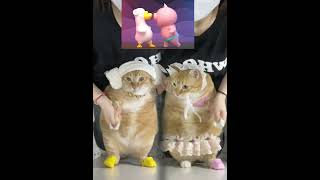 Funny cat dancing video! #catdance #factcat #dancer #funnycats